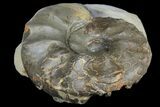 Triassic Ammonite (Ceratites Praenodosus) - Germany #131936-2